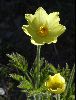 <em>Pulsatilla alpina ssp. apiifera</em>